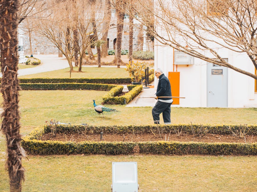 An elderly man rakes leaves near a peacock in a landscaped park during the day.